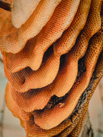 Honeycomb in the apiary. Close up of honeycomb