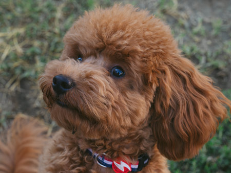Portrait of a red poodle sitting on the green grass.