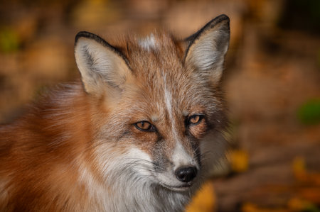 Red fox portrait in the wild with autumn colors in the background