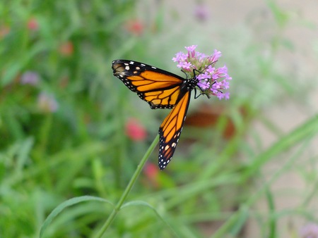 Butterfly on a Purple Flower