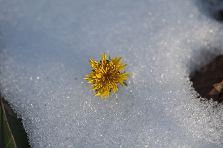 snow yellow flowerの写真素材