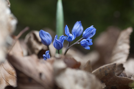 Blue spring squill