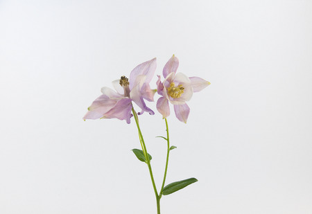 pale purple flowerの写真素材