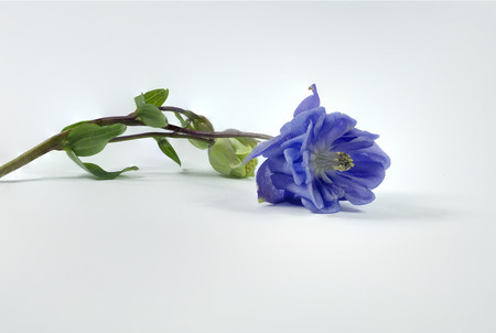 blue flowerの写真素材