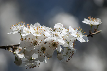 blossoming apple blossomの写真素材