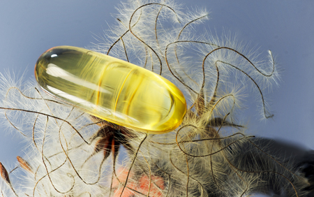 fish oil capsule and flower sumacの写真素材