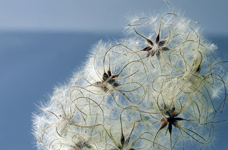 seed heads with silky appendages of clematis vitalba, Traveller's Joy, in winter, showing why it is...