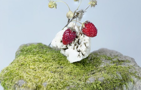 Wild strawberries on green mossの写真素材
