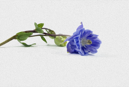 Blue flower on white background with green stem and yellow flower budsの写真素材