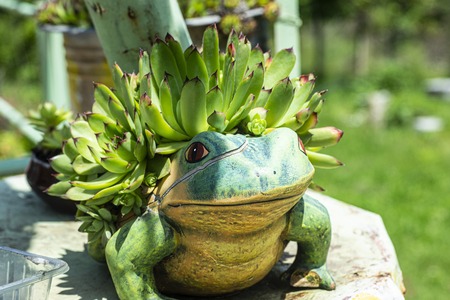 Garden pot Frog with green flower