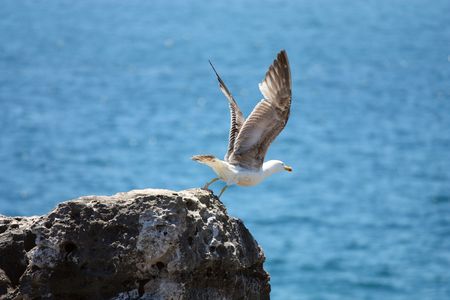 Seagull about to fly off the cliffの写真素材