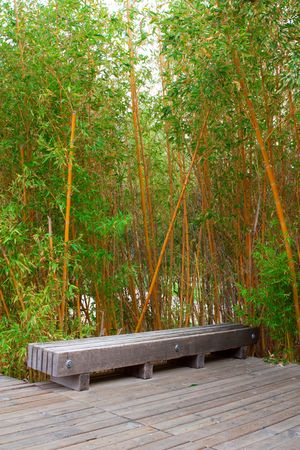 Bamboo forest in a park の写真素材