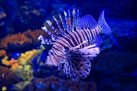 lion-fish underwater in tropical aquariumの写真素材