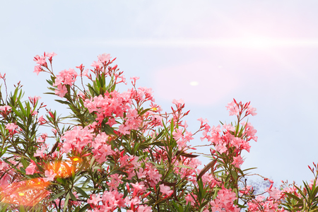 Tree with  flowers against the skyの写真素材