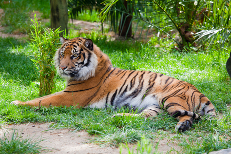 Tiger lying on the grass