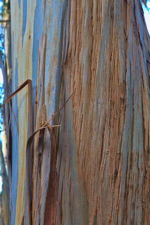 Closeup of the bark of an old treeの写真素材