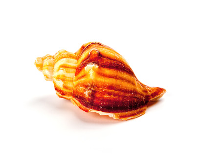 Colorful sea shell isolated on a white background