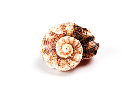 Colorful sea shell isolated on a white background