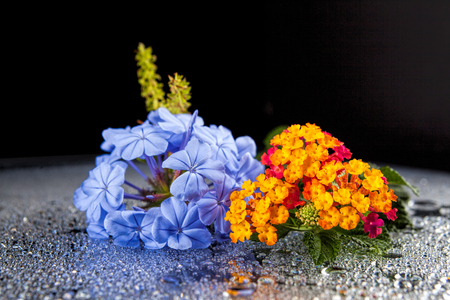 Flowers with water drops  on dark colorful backgroundの写真素材