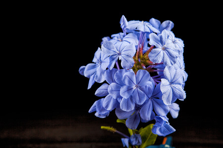 Beautiful flower  on a black backgroundの写真素材
