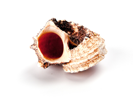 Colorful sea shell isolated on a white background