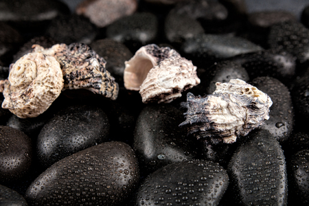 Seashell and spa stones with droplets on black backgroundの写真素材