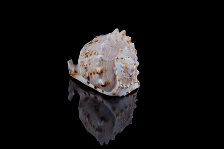 Decorative seashell on a black background