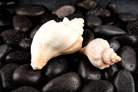 Seashell and spa stones with droplets on black background