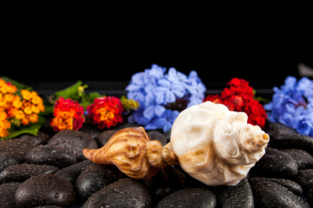 Seashell and flowers on black stone , suitable for backgroundの写真素材