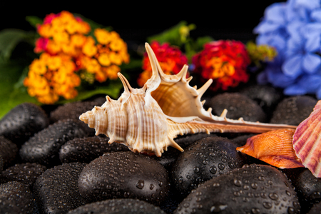 Seashell and flowers on black stone , suitable for backgroundの写真素材