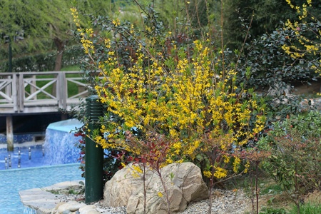 Flowering bush on the background of a green gardenの写真素材