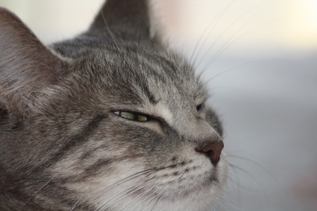 Gray cat の写真素材