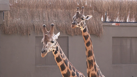 Family Giraffes Couple at the Zoo