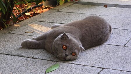 Funny fat Persian cat with orange eyes lying on the sidewalkの写真素材