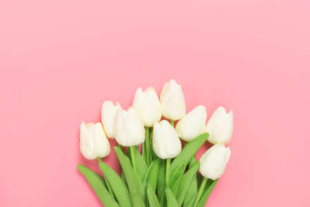 Spring flowers bunch of white tulips on the pink background with free space for text. Mother's day or women's day composition.の写真素材