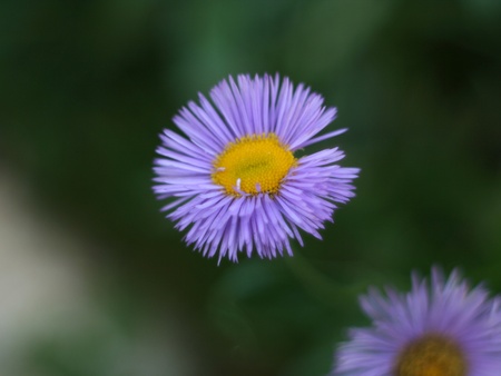 Different flowers in different seasons of the year 