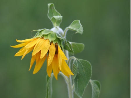 Different flowers in different seasons of the year 