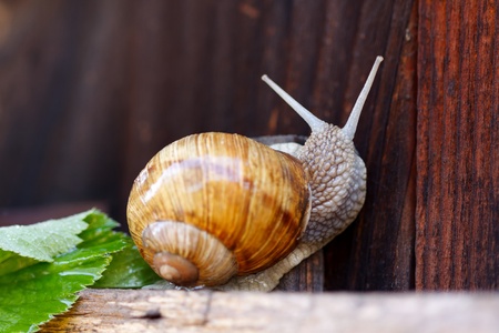 Closeup of a snail in the gardenの写真素材