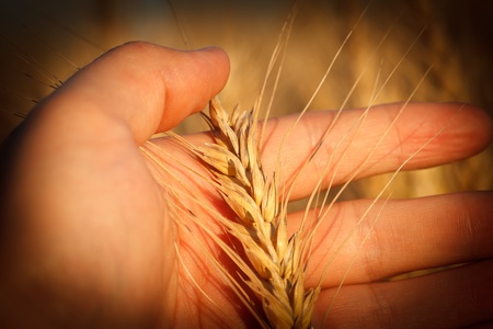 Man's hand holding wheat ear in the meadowの写真素材