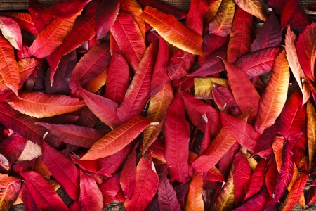 Background of longish red autumn leaves