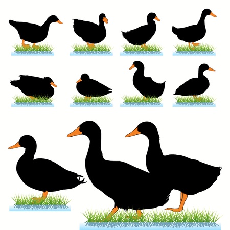 Ducks silhouettes setのイラスト素材