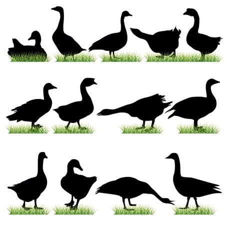 Goose silhouettes setのイラスト素材