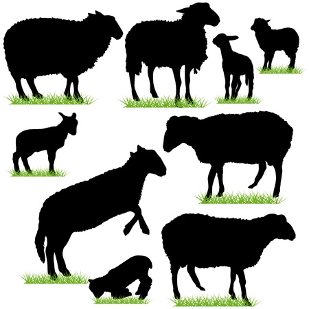Sheep and Lamb Silhouettes Setのイラスト素材