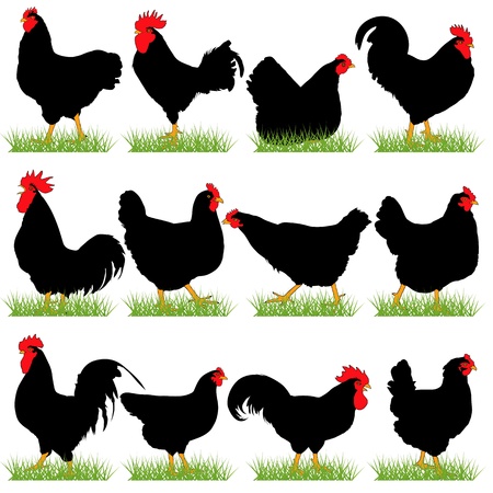 12 Roosters and Hans Silhouettes Setのイラスト素材