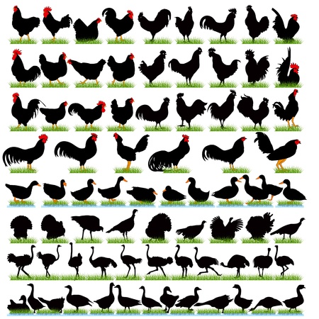 77 Farm Birds Detailed Silhouettes Setのイラスト素材