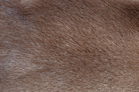 brown and black and white animal fell textureの写真素材