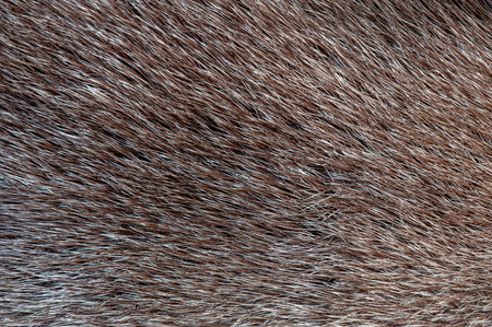 brown and black and white animal fell textureの写真素材