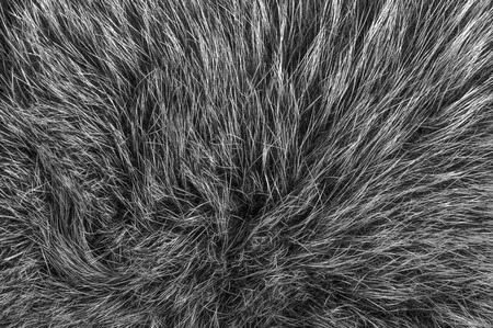 black and white animal fell textureの写真素材