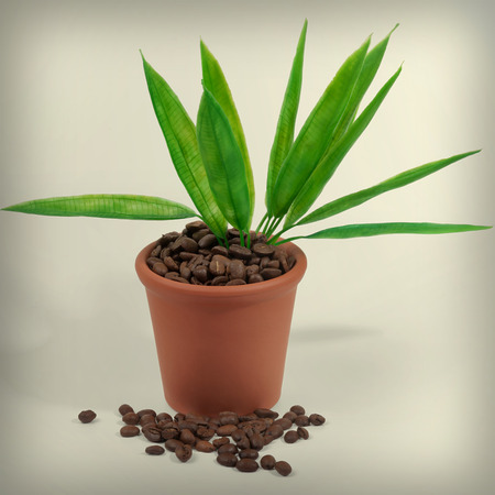 Runaways of a plant growing in a pot from coffeeの写真素材
