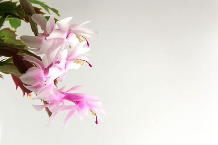 Room flower on a light backgroundの写真素材